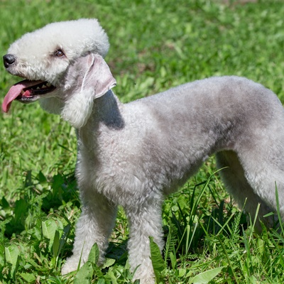 un bedlington terrier dans l'herbe