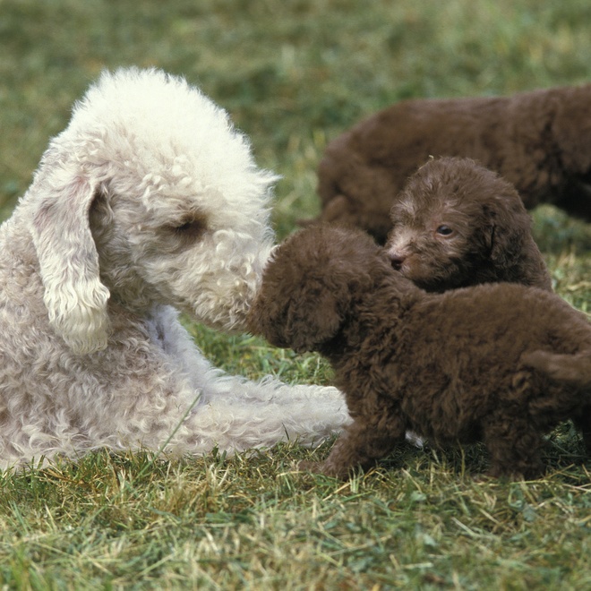 a bedlington terrier with her little one