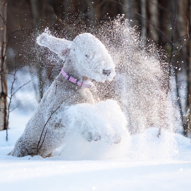 a bedlington terrier playing on the snow