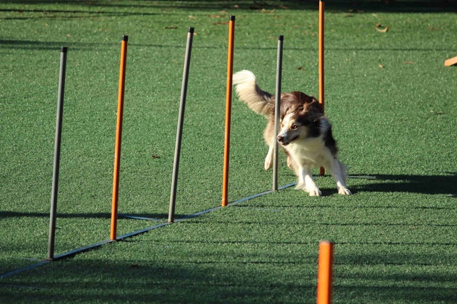 Hund Bellen abgewöhnen mit Hundesport
