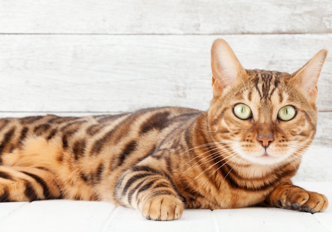 Un Bengal allongé