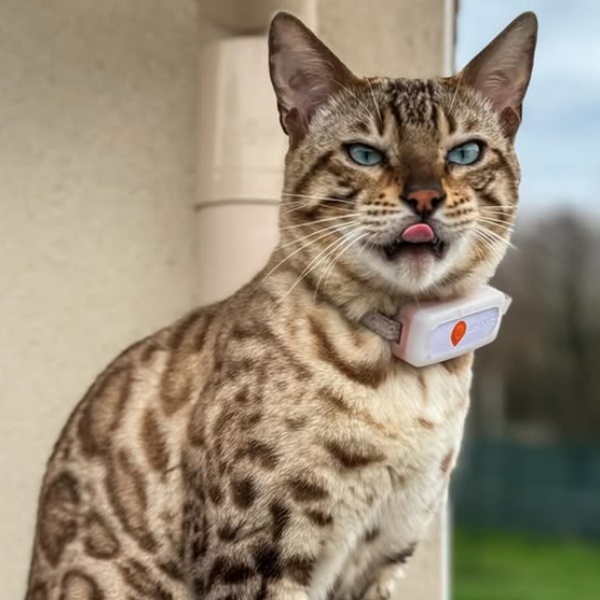 @bengal_nala_flocon
