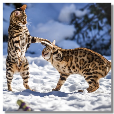 Bengal cats playing in the snow