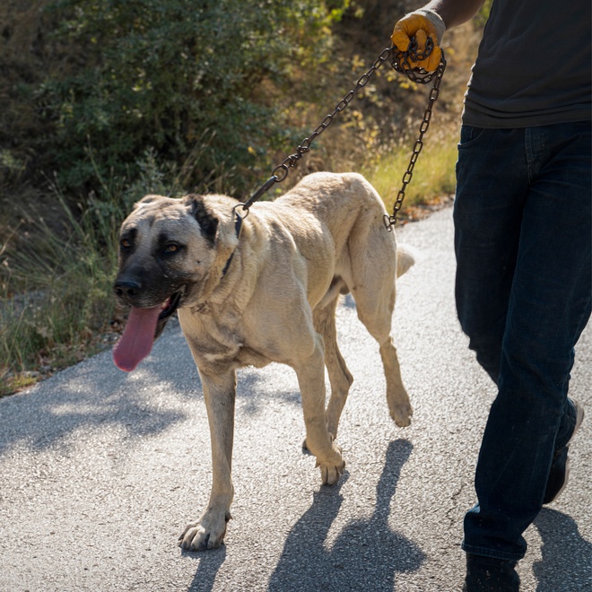 a kangal held on a leash by someone