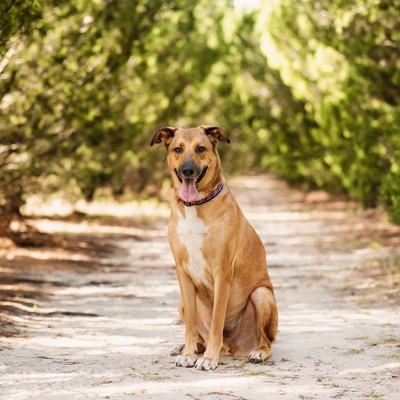 un berger d'anatolie assis sagement sur un chemin