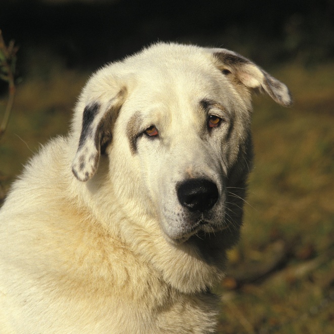 portrait of an kangal shepherd dog