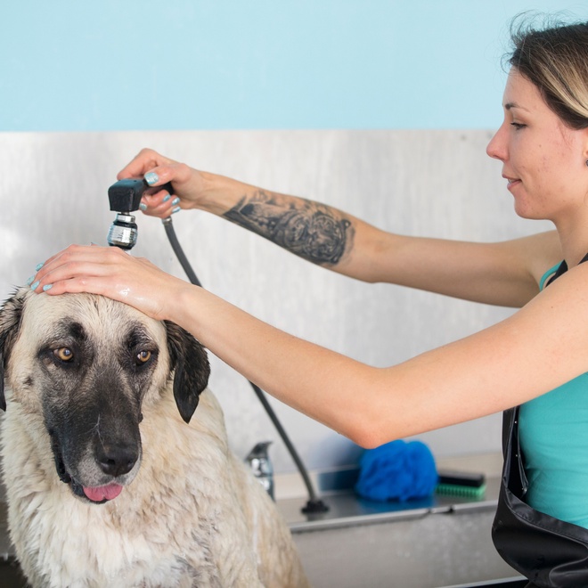 grooming an kangal shepherd dog