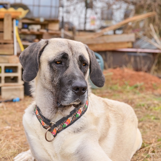 a seated kangal shepherd dog