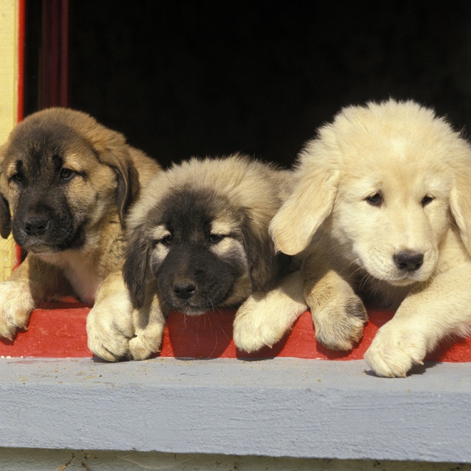 three kangal puppies side by side