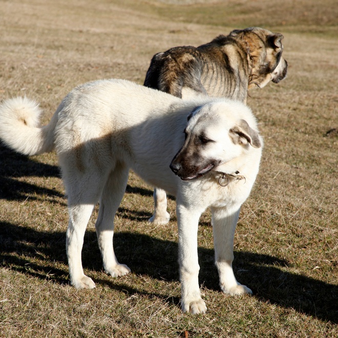 an kangal shepherd dog looking back