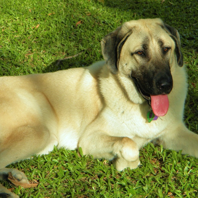 a kangal shepherd dog sitting on the grass