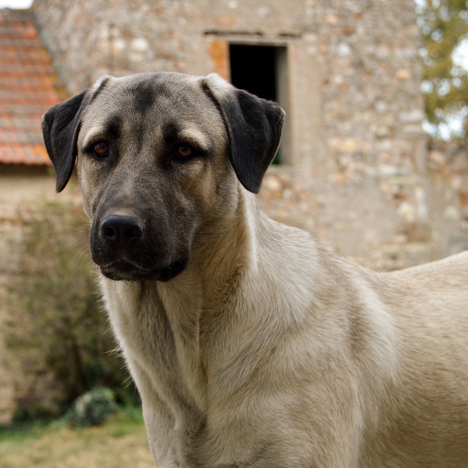 a kangal shepherd staring intently ahead.