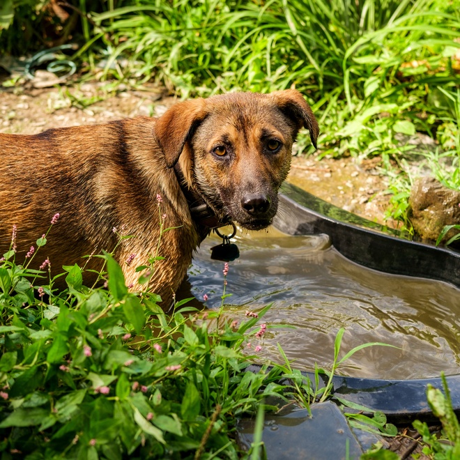 An kangal shepherd by a river