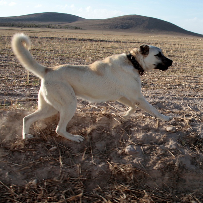 an kengal shepherd dog walking, in profile