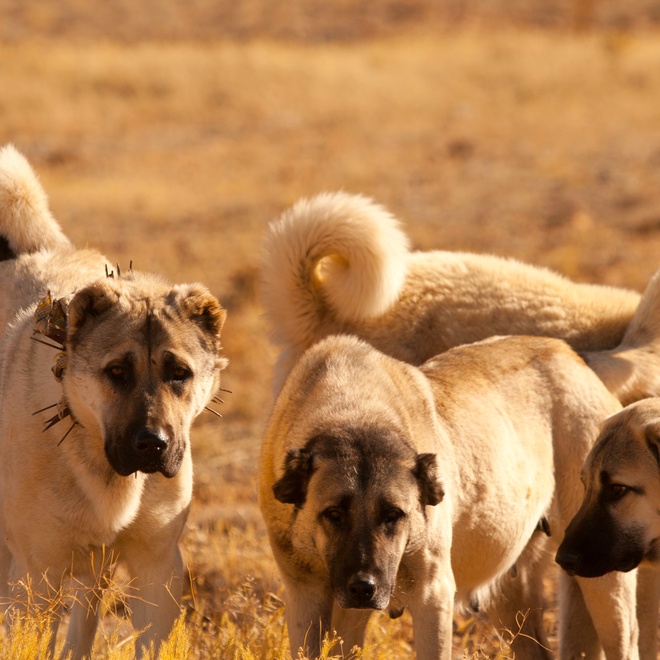 several kangals shepherd dogs together