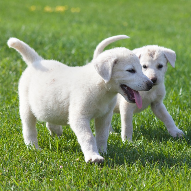 two kangal shepherd puppies playing together