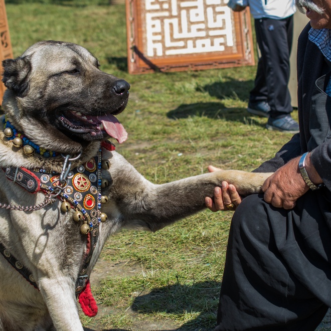 an kangal shepherd dog reaching out to a person