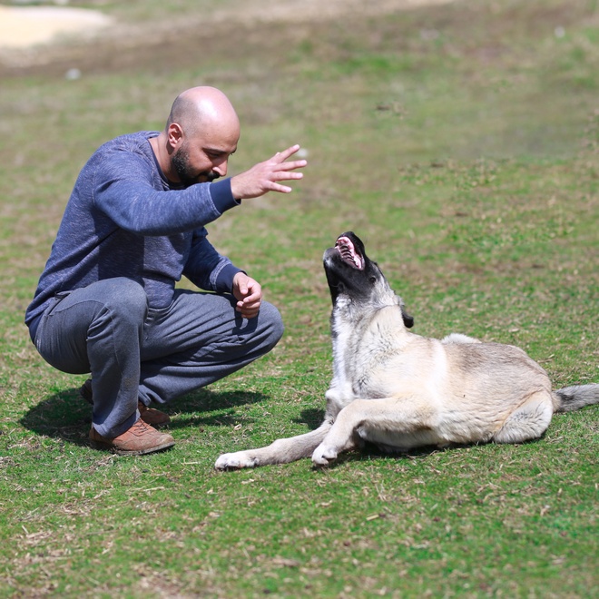an kangal shepherd dog being trained