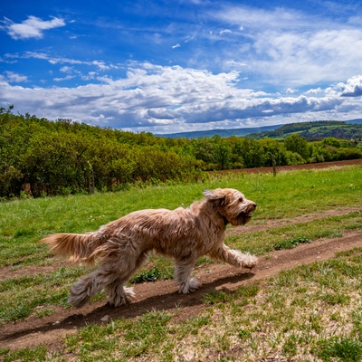 un berger de brie qui marche dans l'herbe