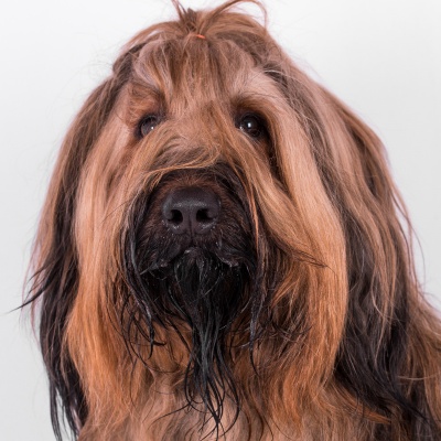 portrait d'un berger de brie
