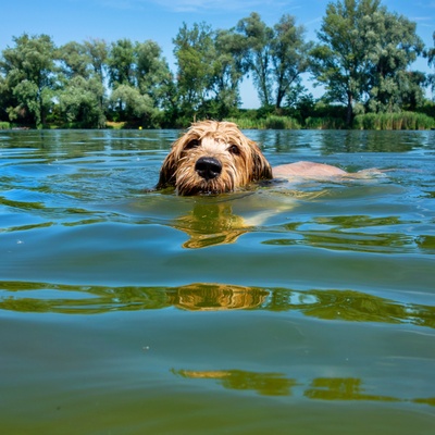 un berger de brie dans l'eau