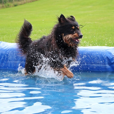 un berger de brie dans une piscine