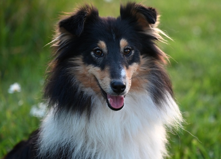 a Shetland Sheepdog in the grass