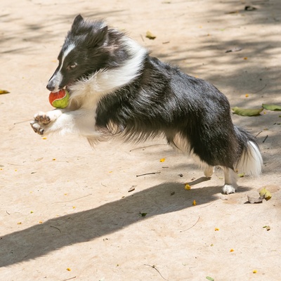 A Shetland Sheepdog running