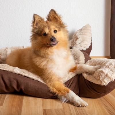 a shetland shepherd in his basket