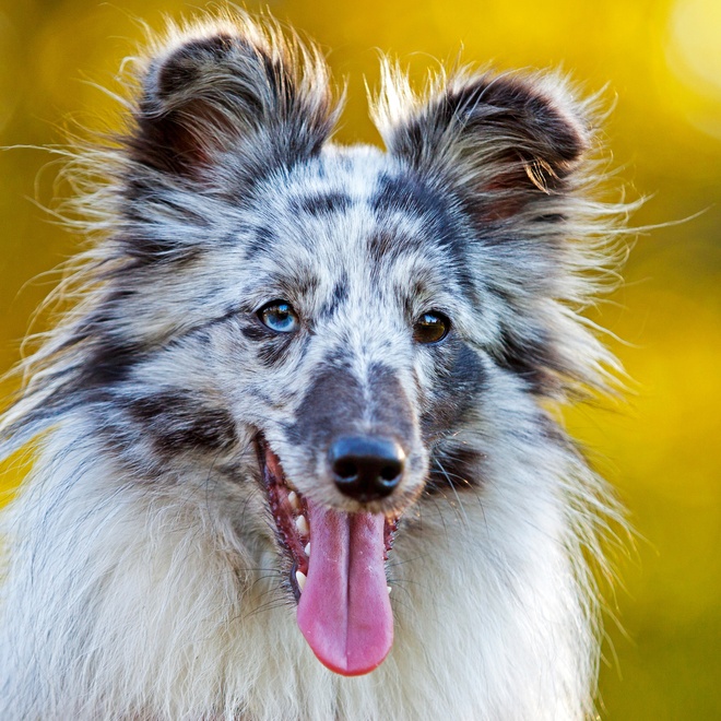 Portrait of a Shetland Sheepdog