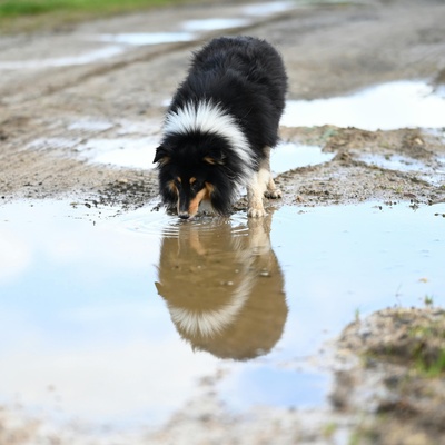 a shetland shepherd drinking water from a pond