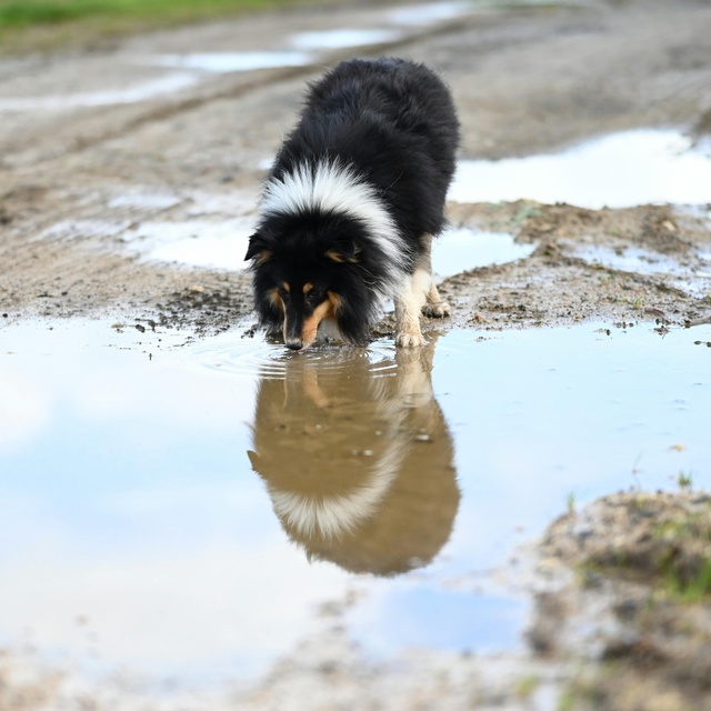 a shetland shepherd drinking water from a pond