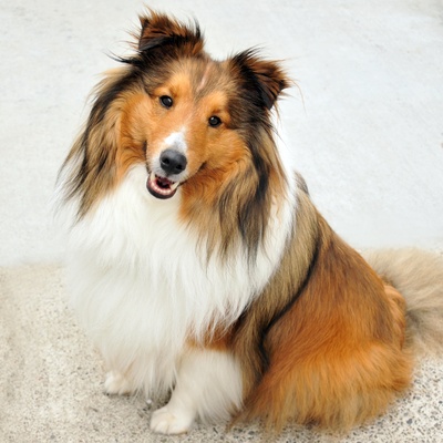 A Shetland Sheepdog sitting, head bowed