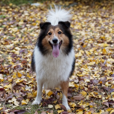 a shetland shepherd in the forest