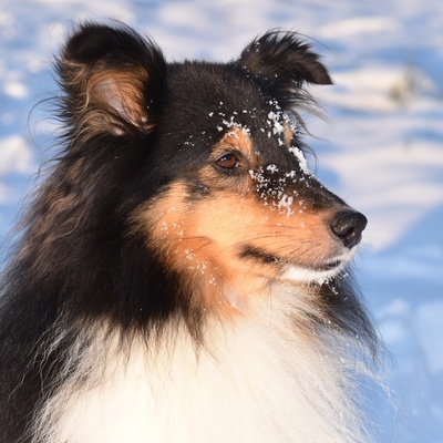 A Shetland Sheepdog in the snow