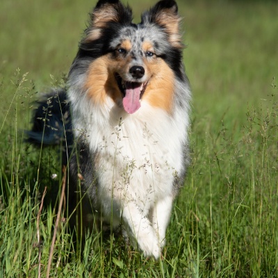 A beautiful Shetland Sheepdog sticking out his tongue