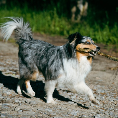 A beautiful walking Shetland Sheepdog
