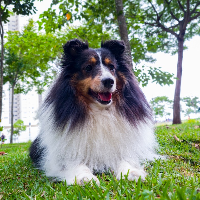 a shetland shepherd sitting in the grass