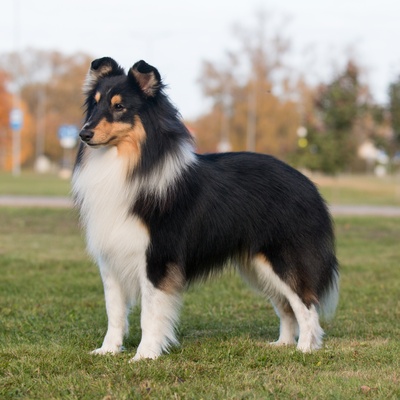A Shetland Sheepdog standing in the grass
