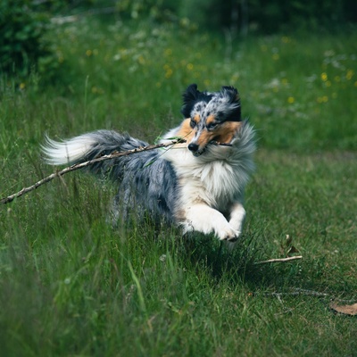 A Shetland Sheepdog running through the grass with a stick in its mouth
