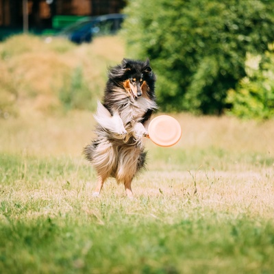 A Shetland Sheepdog chasing a Frisbee