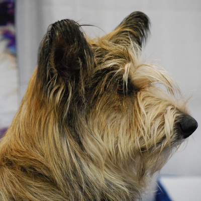 profil d'un berger picard