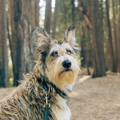 un berger picard en forêt