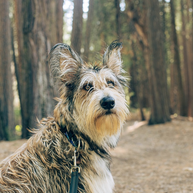 un berger picard en forêt