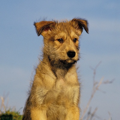Un chiot berger picard.