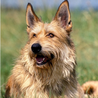 portrait d'un berger picard