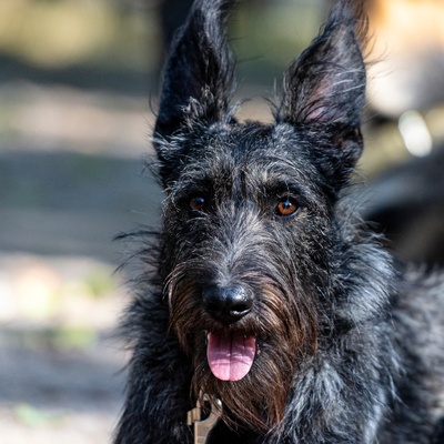 portrait d'un berger picard