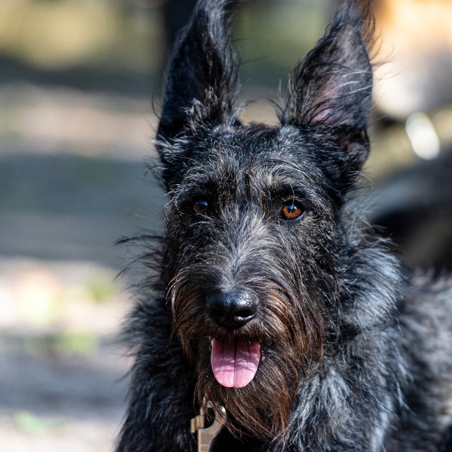 portrait d'un berger picard