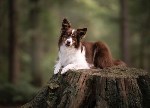 a Miniature American Shepherd on a tree trunk in the forest