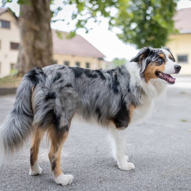 a Miniature American Shepherd with a unique coat, standing up straight in profile